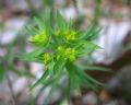 Euphorbia exigua
